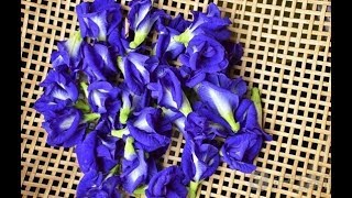 Butterfly pea Dryer [upl. by Kampmann]