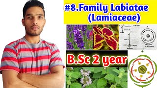 Family Lamiaceae or LabiataeFloral charactersFloral formula and Economic importance BSc 2year [upl. by Balch]