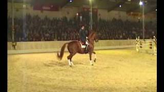 Londonderry Hanoverian Stallion Performs in Verden Germany [upl. by Tiffa]