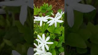 Jasmine flowers garden plants flower flowerplants [upl. by Nahshon386]