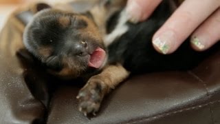 5 Day Old Puppies on Tiny Couches [upl. by Wappes866]