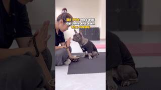 Bé Phê học vui tại nhà trẻ The Fang dog pets thefang dogkindergarten [upl. by Colvert528]