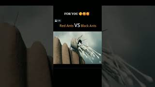 Red Ants vs black ants movie [upl. by Darelle]