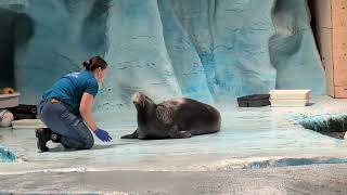 Polaria hermoso Norway aquarium and seal experience see the big seals get fed [upl. by Anirok]