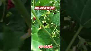 MULBERRY FRUITS farming ishowspeed gardening farminglifeinanotherworld [upl. by Edahs456]