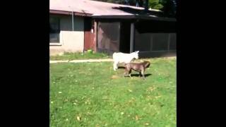 Pitbull vs Goat [upl. by Navert841]