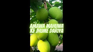 amawa mahuwa ke jhume dariya🥭🥭 [upl. by Caruso]