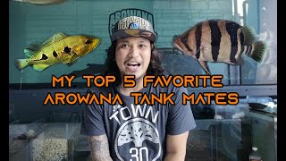 My Best 5 Arowana Tank Mates [upl. by Refenej]