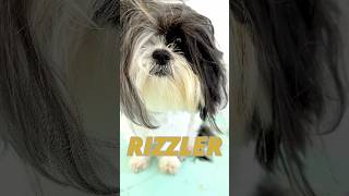 Rizzler Dog [upl. by Stock16]