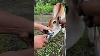 PEMBERANTASAN CACING UNTUK PERTUMBUHAN PEDET SECARA ORALviralshort animals cow [upl. by Semreh157]