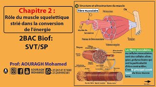 chapitre 2 rôle du muscle squelettique strié dans la conversion de lénergie [upl. by Oster]