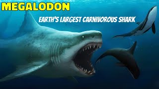 Megalodon The True Terror of the Seaquot [upl. by Ycniuqed]