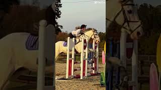 The striding 🤩🤩 eventing seamus showjumping [upl. by Erin]