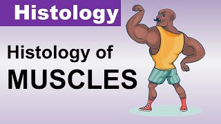 Chp08 Histology Inder Bir Singh  Histology of MUSCLES  Histology Lectures [upl. by Yelhsa313]