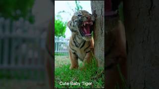 Cute Baby Tiger Roaring [upl. by Watts393]