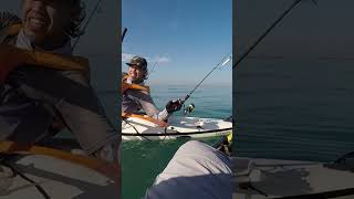 goldentrevally trevally kayakfishing fishing gomokayak dubai Uae fishinguae viralvideo [upl. by Akemal]