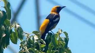 Hooded Oriole sings [upl. by Erna]