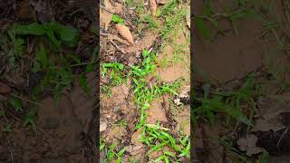 Orange spider wasp hunting for prey at Banteay Kdei temple angkor nature [upl. by Aital]