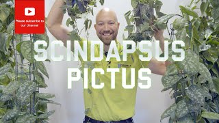 All you need to know about Scindapsus Pictus [upl. by Debbee]