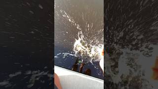 Freshwater Action Fishing the Shallows With Live Bait  Quick Catch [upl. by Aniraad727]