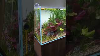 Setting up a planted aquarium aquarium feeds [upl. by Milburr]