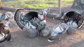 My Gobbler Breeding a Squealing Hen [upl. by Anrev]