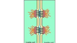 Desmosomes [upl. by Renat]