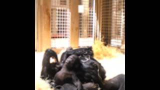 Baby Gorilla amp New Mom [upl. by Eriuqs]