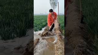 Wheat field irrigation process [upl. by Chee]