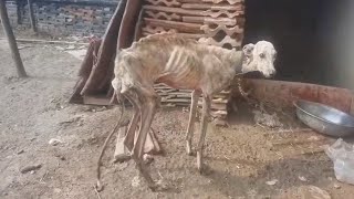 Emaciated Dog Neglected Next to a Crowded Street Had to Get Everyones Attention to Beg for Food [upl. by Lowenstern]