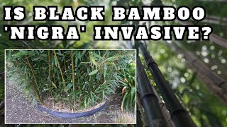 Is Black Bamboo INVASIVE An Insight Into Its Invasive Nature Alternative Cultivars amp Root Barriers [upl. by Eetsirhc164]