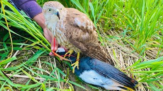 Hunted the shikra water hen today interesting hunting by shikra amazing hunting sparrowhawk [upl. by Cnahc]