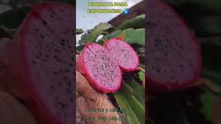 PITAHAYA para exportación 🌏 Garantía y cálida 🌟 pitahaya dragonfruit plantas agroexportacion [upl. by Allisan529]