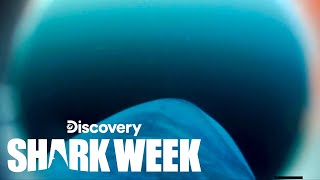 Never Before Seen Porbeagle Shark’s POV Footage Recovered  Shark Week [upl. by Emily937]