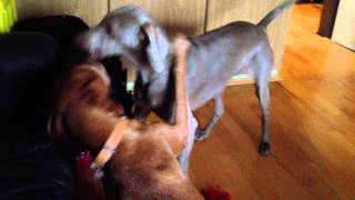 Weimaraner und Vizsla werden Hunde Freunde [upl. by Suoinuj]