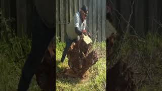 TreeRemoval LawnCareExperts VinedresserLandscaping LandscapingTips OutdoorLiving [upl. by Otrevire]