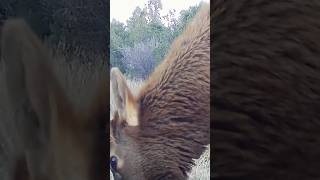 Spike Elk Grazing wildlife animals elk colorado nature trailcamera wildlifephotos deer [upl. by Braasch92]