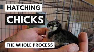 How to hatch chicks in an incubator from day one to hatch [upl. by Timotheus478]