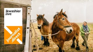 Belgische trekpaarden ploegen op ploegdag Trekpaardenfokkerij ’t Greeveshof in Nederokkerzeel [upl. by Lizbeth]