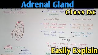 Adrenal Gland Hormones Structure And Functions  Class 12 Biology [upl. by Suiramaj]