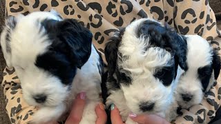 Mini Sheepadoodle Puppies Nana x Goldman [upl. by Esinet]