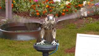 Female Lanner Falcon  Africa Europe Asia Birds [upl. by Debbee]