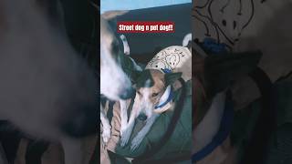 Street dog and pet dog conversationtrending shortsytshortsentertainment streetdograjgrover [upl. by Earal]