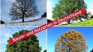 Überleben in der Wildnis Baum und Holzarten in Deutschland  erstellt durch KI youtube outdoors [upl. by Grishilde]