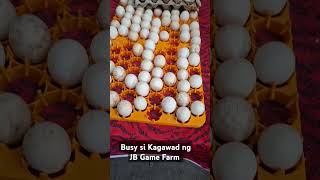 650 eggs ng JB Game Farm gamefowlbreeder rooster chicken [upl. by Irahc206]