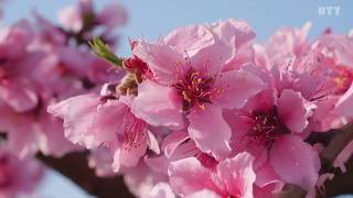 【HD】quot Peach Blossom in Fuefuki JAPAN quot [upl. by Nawat]