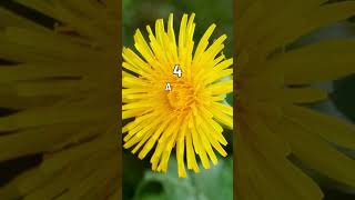 5 Convincing Reasons To Eat Dandelion Flowers  Medicinal Plant  Blissed Zone [upl. by Noraf185]