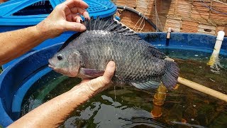 Tilápias em caixa dágua  2 Anos Pesando as tilápias GIGANTES [upl. by Tayler]