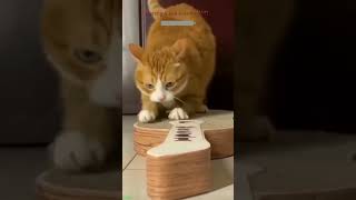 Cat videos 🥰 fyp 🙀 FunnyCats Part 1597 [upl. by Melessa1]