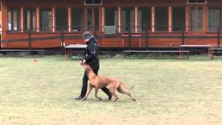 Artaban Cieply Dom  obedience  9 months old rhodesian ridgeback [upl. by Hutton1]